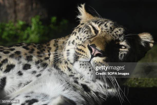 Male Persian leopard seen in his enclosure at Madrid zoo.