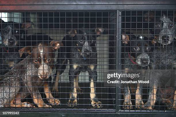 Puppies look out of a van as they are evacuated from the RSPCA shelter at Fairfield on January 12, 2011 in Brisbane, Australia. Ten people so far...