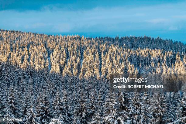 Snow covered trees are seen in Oberhof, eastern Germany on January 10, 2019.