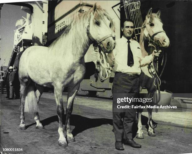 Mr. Steggles is seen here with Bizarro 11 and Ruffian 2nd.Mr. J.B. Steggles of Newcastle was in Sydney today to watch the off-leading of two Spanish...