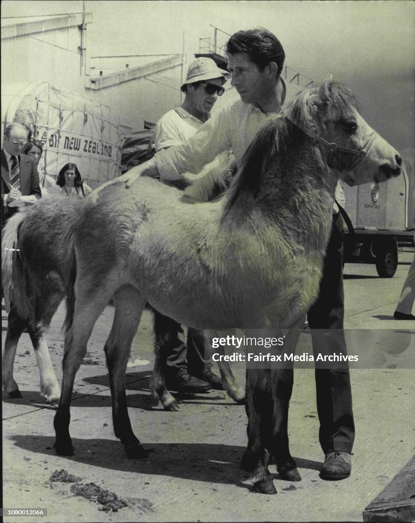 Welsh Mountain Ponies arrived by air freighter from the U.K. this afternoon. The ponies were imported by Mrs. D.M. Soster of Madorama Stud Berrima, and they are pictured being load onto Horse Floats on the Tarmac prior to spending some months in Quarantin