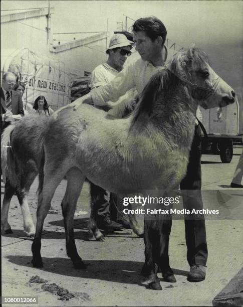 Welsh Mountain Ponies arrived by air freighter from the U.K. This afternoon. The ponies were imported by Mrs. D.M. Soster of Madorama Stud Berrima,...