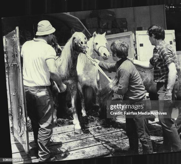 Welsh Mountain Ponies arrived by air freighter from the U.K. This afternoon., The ponies were imported by Mrs. D.M. Soster of Madorama Stud Berrima,...