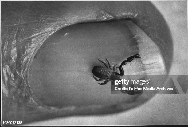 To go with sotry on Critters in Your Garden.Pseudoscorpion on Fingernail. July 25, 1990. .