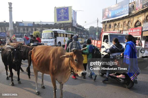 Stray cattle seen on a roadside, at Qesarbagh Crossing , on January 10, 2019 in Lucknow, India. As per UP Government plan, a cowshed with a capacity...