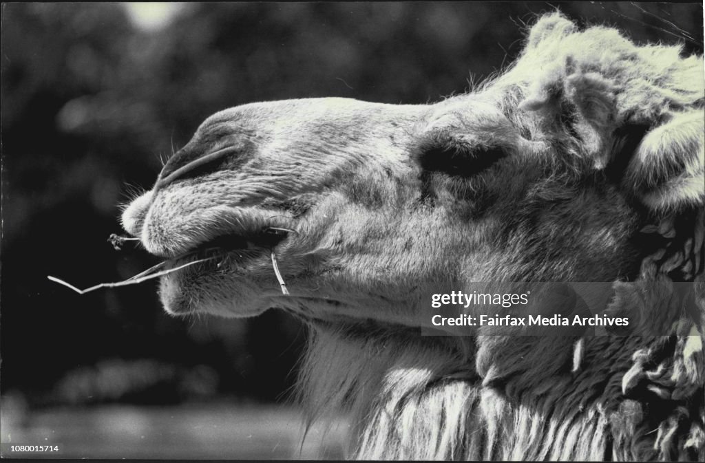 A Hungry camel at Taronga Park Zoo chewing on hay (his Daily Diet).Fred one of the oldest Mammals in the 300 & crowd favourite.Only 2 camels at 300. Fred & E.T.