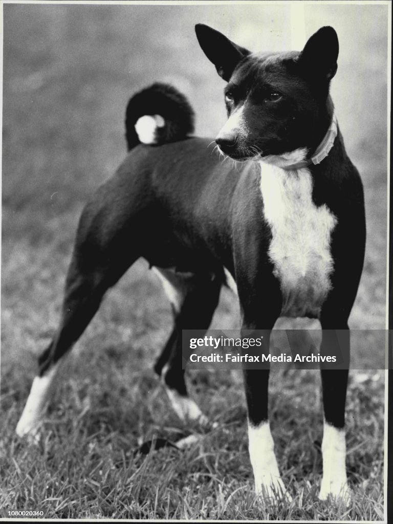 Ricco (pictured right) is a five-year-old basenji.She is very gentle and likes being Part of the family.Ricco been fully vaccinated and desexed and comes with a trampoline bed for $70 from the Yagoona animal shelter (phone 709 5433).