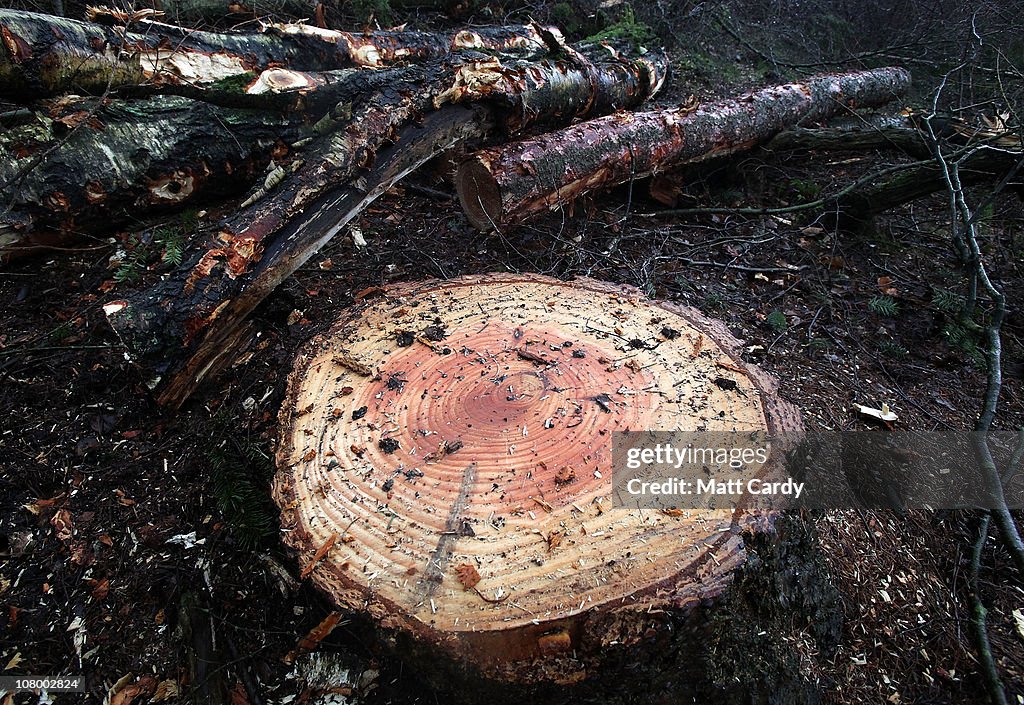 Fallah Tree Larch trees that have been felled wait to be collected at the... News ...