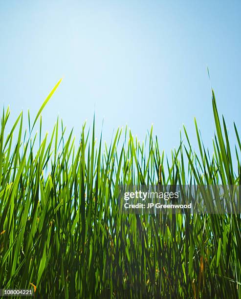 tall green grass - long grass bildbanksfoton och bilder