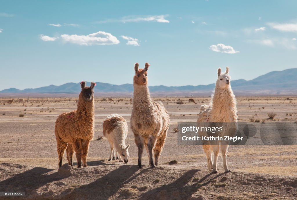 Llamas posing in high desert