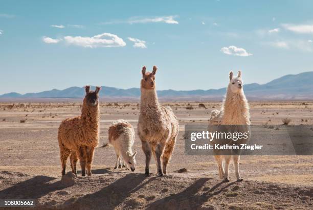 llamas posing in high desert - jujuy province stock pictures, royalty-free photos & images