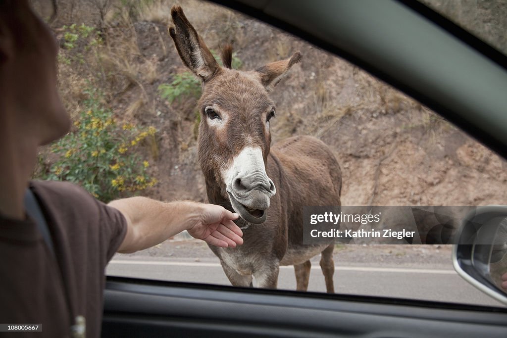 Man petting donkey through car window