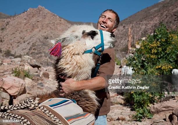 man hugging llama - llama animal 個照片及圖片檔