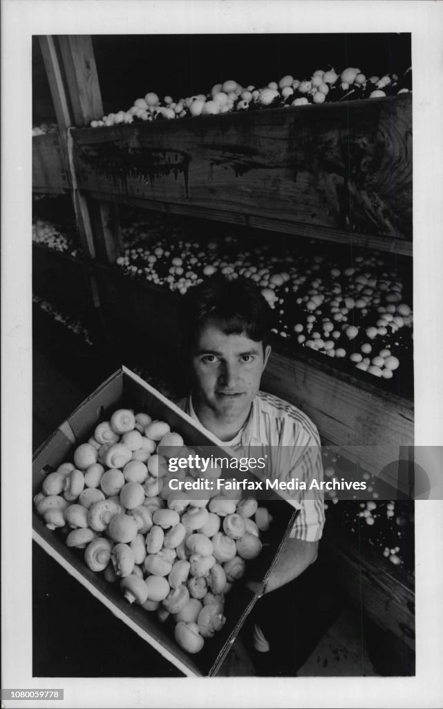 Mushroom industry development officer, Geoff Price pictured at Elf Mushrooms farms, with Mushrooms ready for market. The mushroom industry has been in the Hawkesbury area since 1930 and employs 700 people, making it the second biggest employer in the