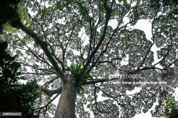 the single tree with canopy. shot from ground. - tree canopy pattern fotografías e imágenes de stock