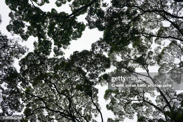 Tree Canopy Pattern Fotografías e imágenes de stock - Getty Images