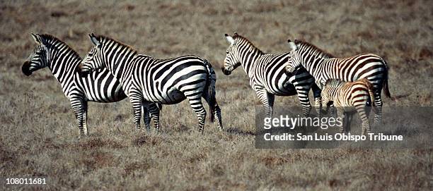 In this October 1996 file photo, zebras graze at the Hearst Ranch near San Simeon, California.