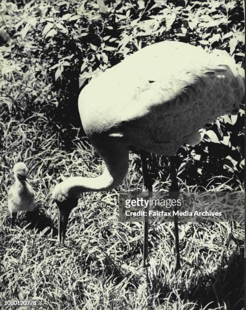 Taralga is the name selected for a new arrival at Taronga Zoo a Brolga which hatched two weeks ago at the Zoo.The parents of Taralga are two Brolga...