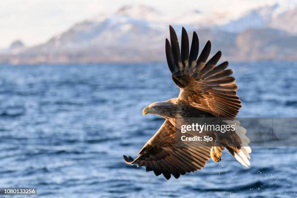 white-tailed eagle of sea eagle fisihing in een fjord in het noorden van noorwegen - lofoten en vesterålen stockfoto's en -beelden