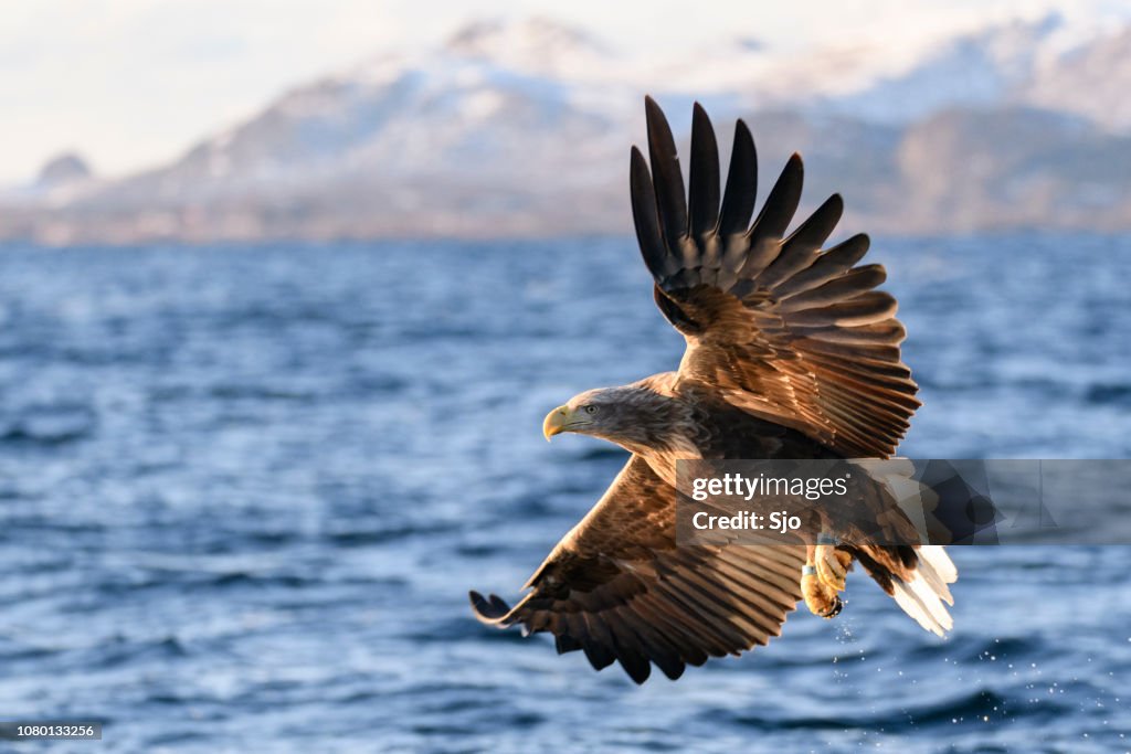 White-tailed eagle or sea eagle fisihing in a Fjord in Northern Norway