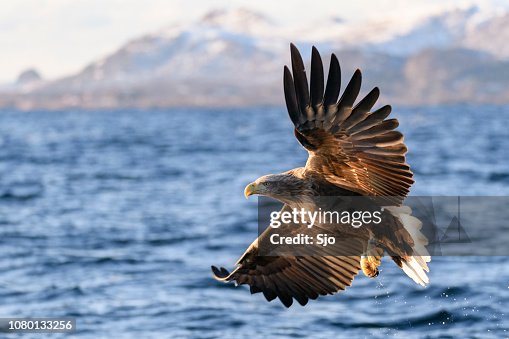 Fisihing águia ou águia de mar-de-cauda-branca em um fiorde na Noruega do Norte Fisihing águia ou águia de mar-de-cauda-branca em um fiorde na Noruega do Norte