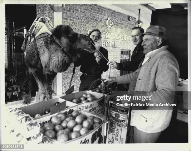 Nomad Tours of Australia Promotions outside the Central Plaza Hotel - Carols the camel visits the fruit stall at railway square while promoting Nomad...