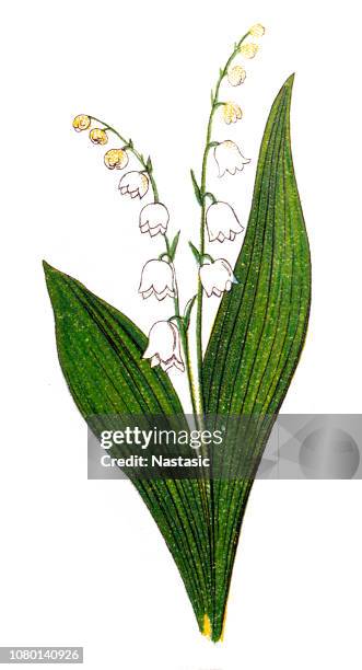 lily of the valley (convallariaarten majalis) mai glocken und unserer lieben frau tränen marias tränen - lily of the valley stock-grafiken, -clipart, -cartoons und -symbole