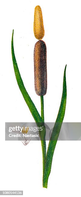 Typha Latifolia High-Res Vector Graphic - Getty Images