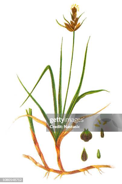 carex arenaria, or sand sedge - carex stock illustrations