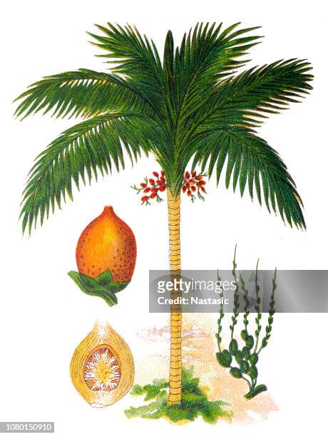 areca catechu ,areca palm, areca nut palm, betel palm, indian nut, pinang palm - areca stock illustrations