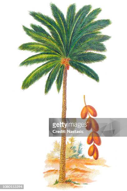 phoenix dactylifera (date or date palm) - date fruit stock illustrations