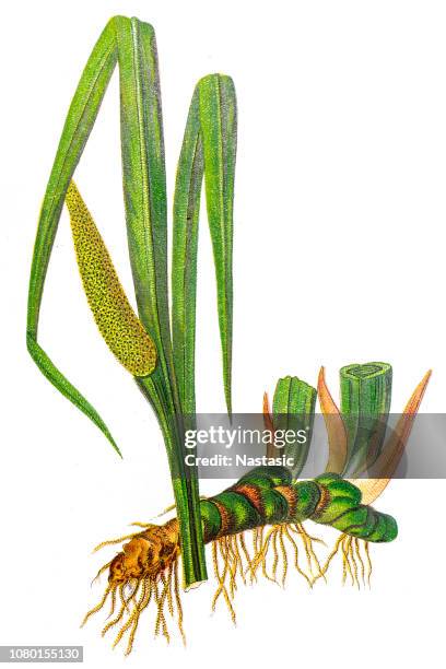 acorus calamus (sweet flag or calamus) - sweet flag or calamus (acorus calamus) stock illustrations