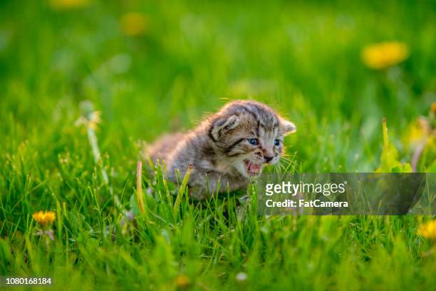 草の中の子猫 - ニャーニャー鳴く ストックフォトと画像