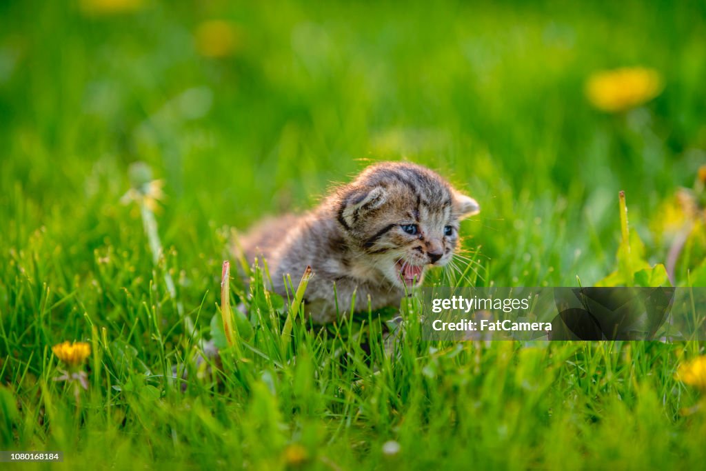 Kitten in the grass