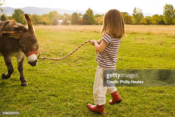 little girl leading donkey - stubborn stock pictures, royalty-free photos & images