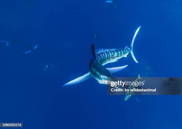 close up view of a striped marlin spearing a mackerel before it eats it, pacific coast of baja california sur, mexico. - marlin stock-fotos und bilder