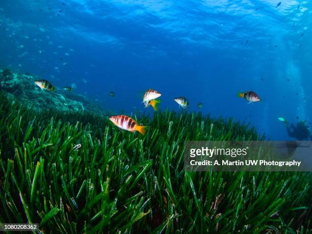 seagrass-posidonia oceanica - sea grass plant stock pictures, royalty-free photos & images