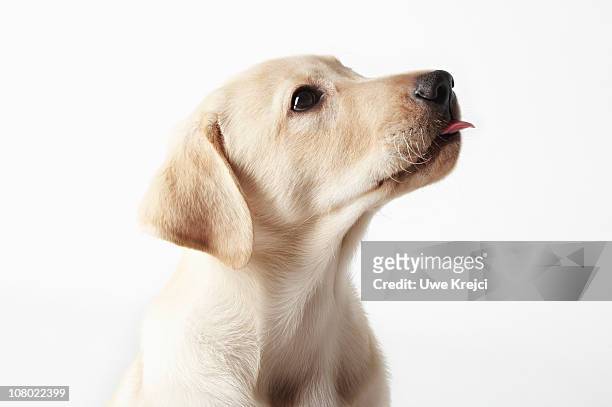 blond labrador puppy sticking out tongue - labrador retriever stock pictures, royalty-free photos & images