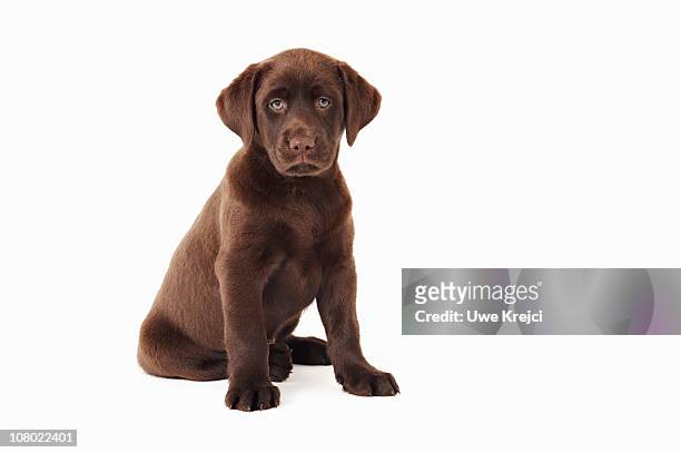 chocolate labrador retriever puppy - labrador puppies stock pictures, royalty-free photos & images