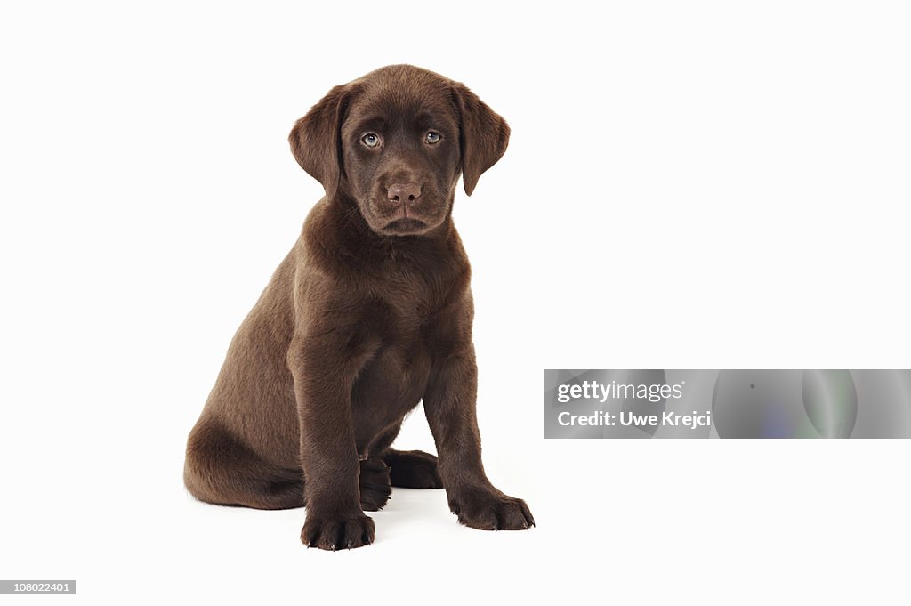 Chocolate Labrador Retriever puppy