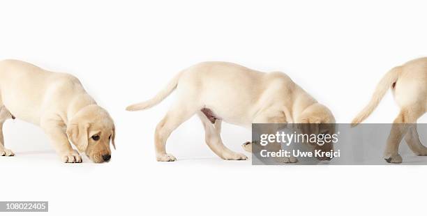 labrador retriever puppy walking, montage - labrador dourado imagens e fotografias de stock