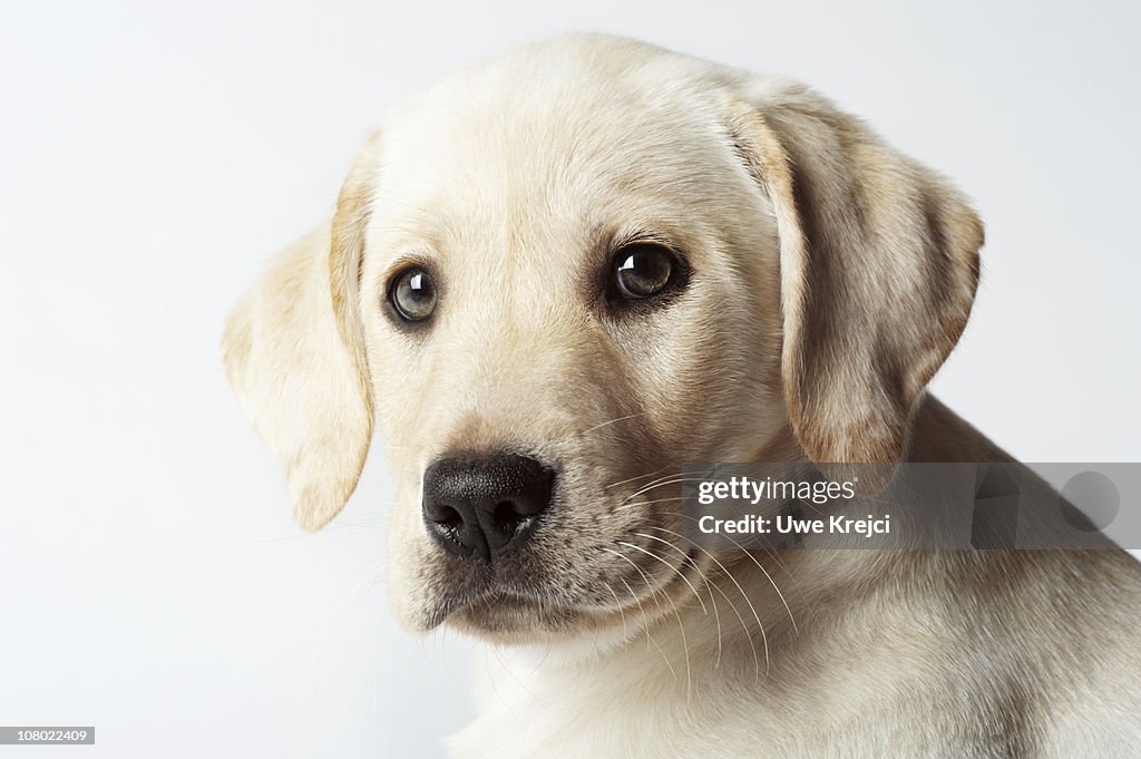 Portrait of blond Labrador Retriever Puppy