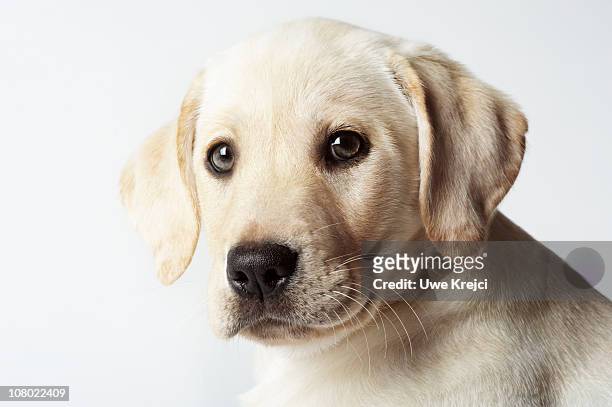 portrait of blond labrador retriever puppy - labrador dourado imagens e fotografias de stock