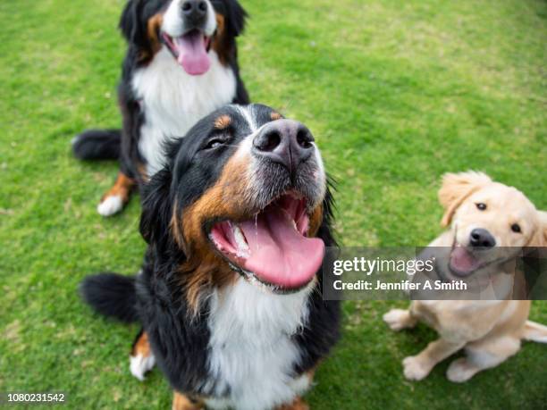 dog park - off leash dog park stock pictures, royalty-free photos & images