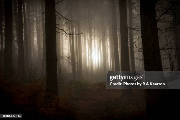 dawn in a dark winter forest - forest fog stock pictures, royalty-free photos & images