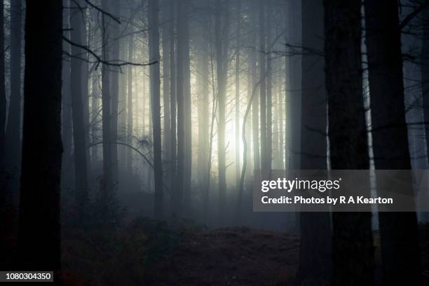 dawn in a dark winter forest - dark forest stock pictures, royalty-free photos & images