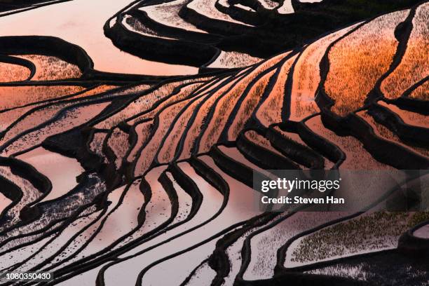 aerial view of terraced rice fields, yuanyang, china - rice paddy stockfoto's en -beelden