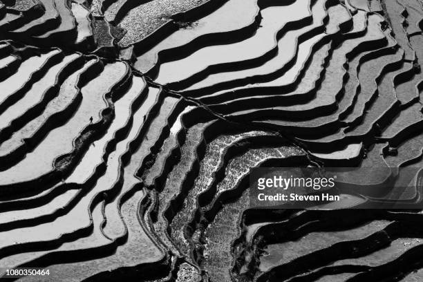 aerial view of terraced rice fields, yuanyang, china - paddy fields yunnan stock-fotos und bilder