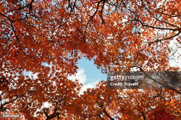 crown of japanese maple tree in autumn red - maple tree stock pictures, royalty-free photos & images