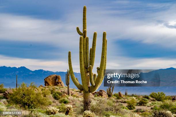 a standout saguaro in the arizona desert - scottsdale fotografías e imágenes de stock